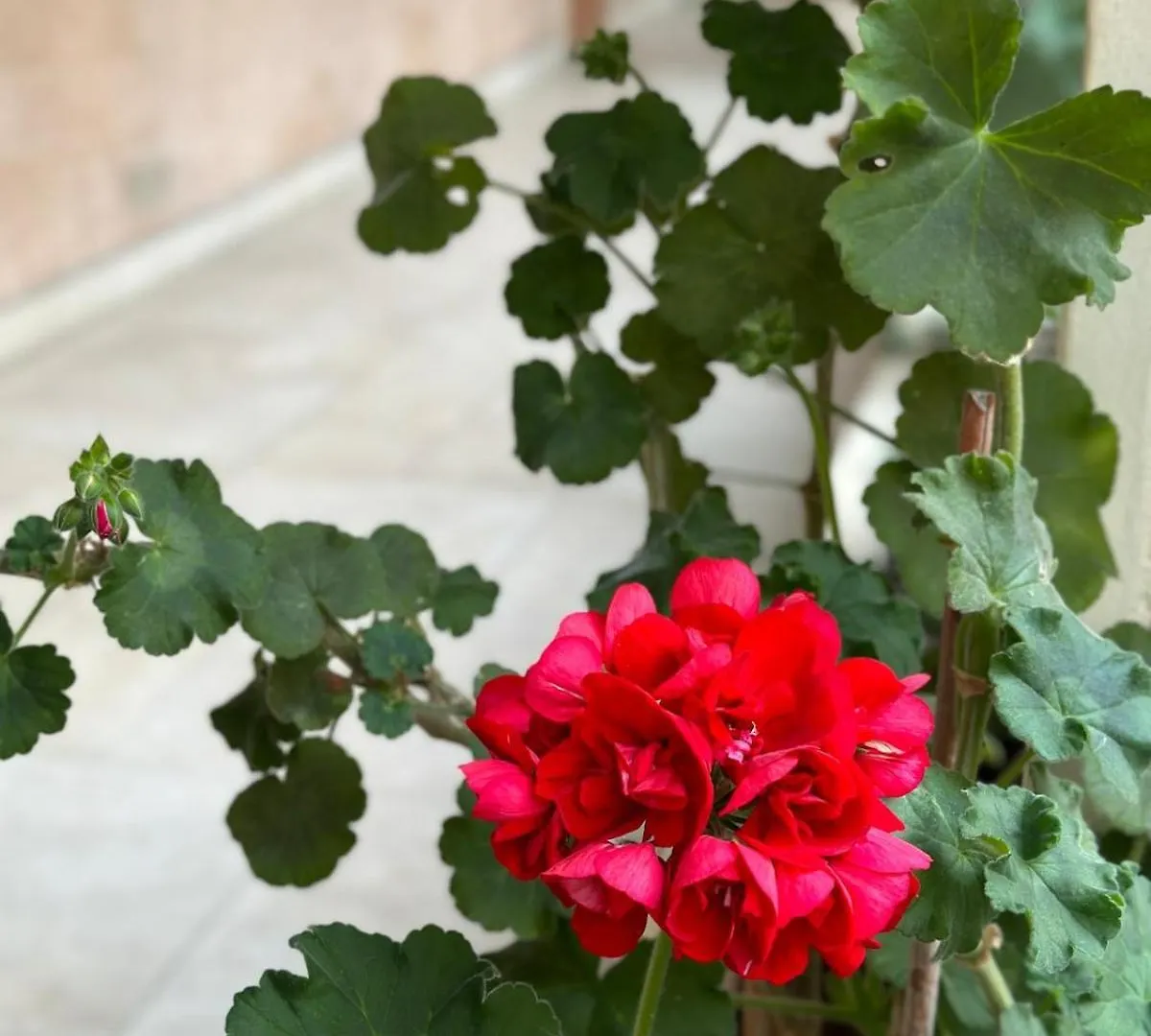 דירה פריז Lovely Appartement-2Rooms-6P Sunshine-Quiet-Subway צרפת